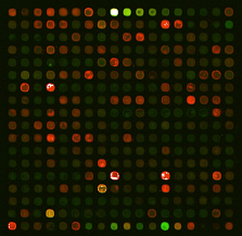 microarray image