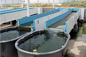 Experimental Streams at the City of Denton Wastewater Treatment Facility