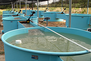 Experimental Streams at the Water Research Field Station