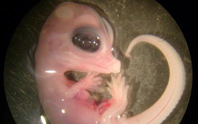 Alligator embryo.