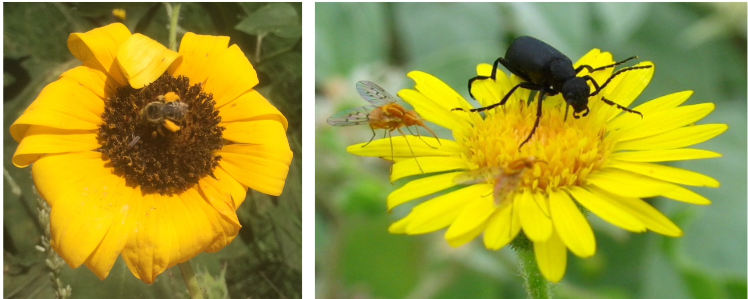 A bee, a fly and a beetle visiting flowers