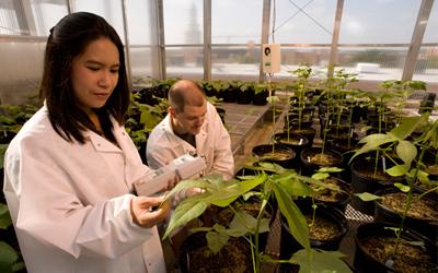 Researchers in Life Science Complex greenhouse.