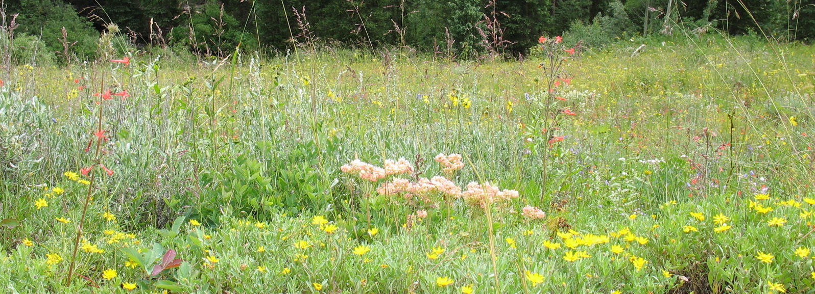 wildflower meadow