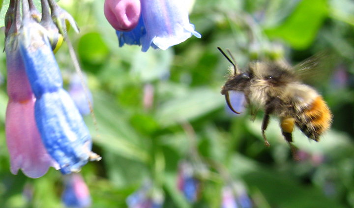 Bombus flavifrons visiting Mertensia ciliata flowers