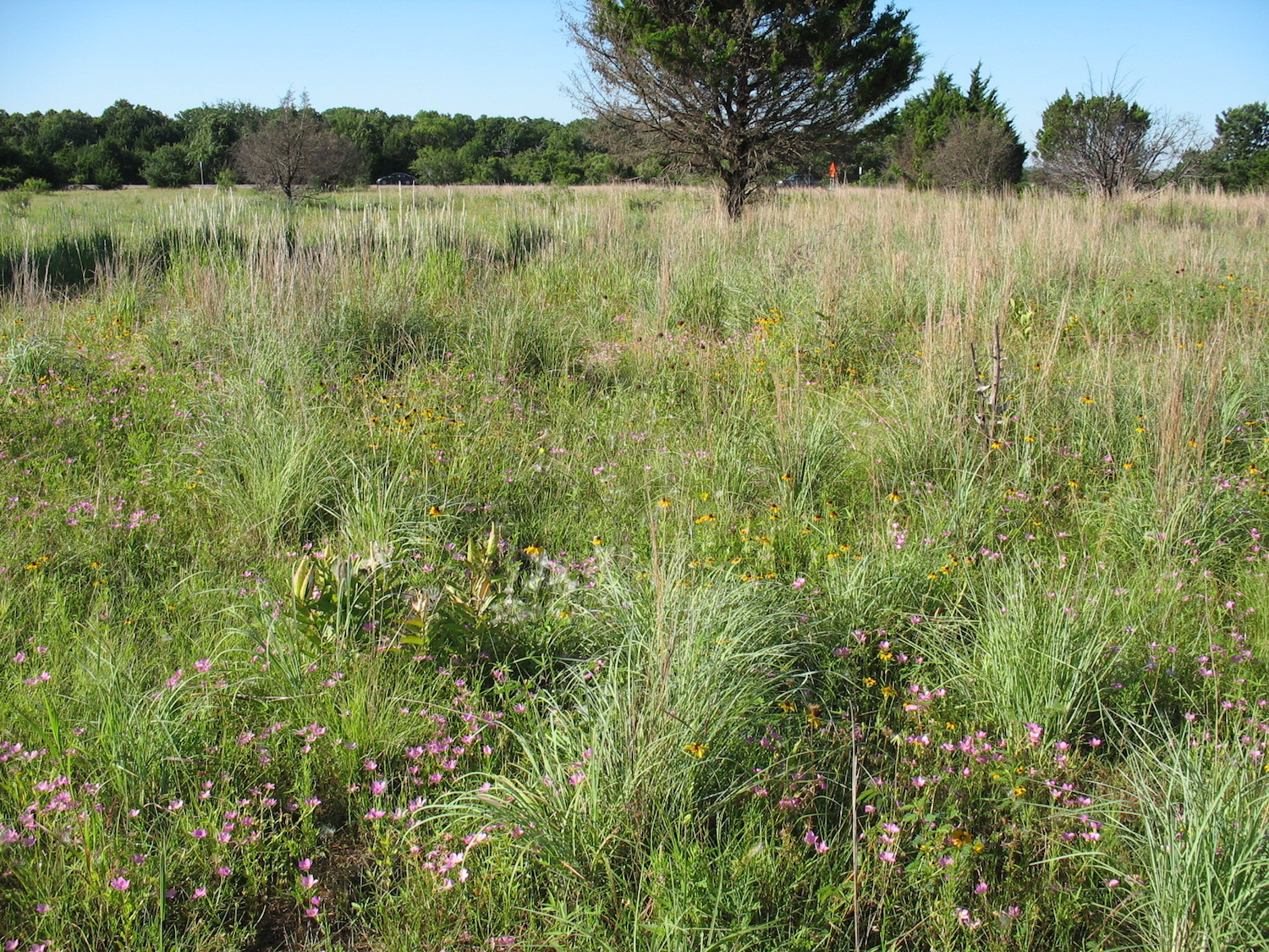 Native wildflowers in a Texas meadow