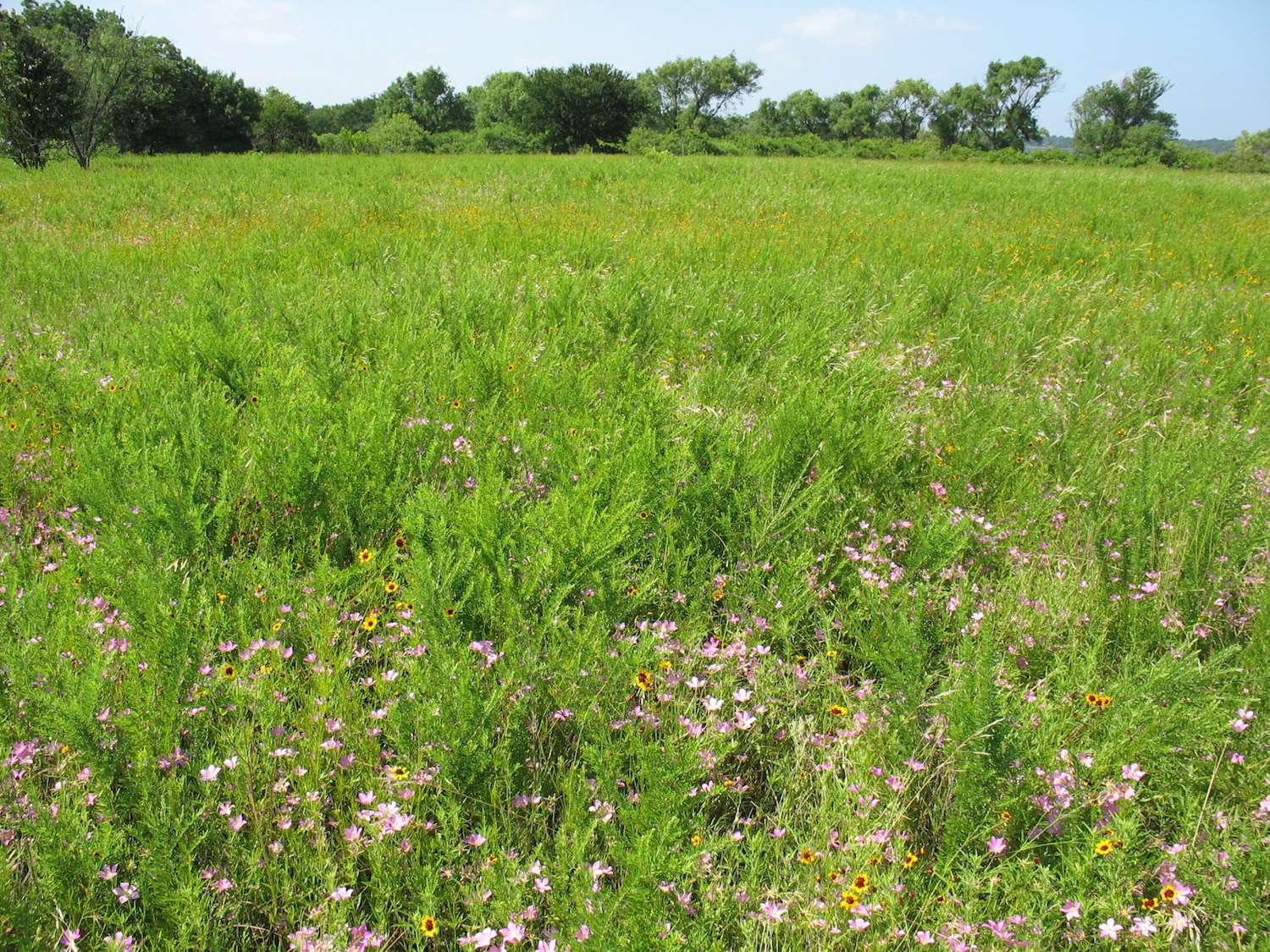 Native wildflowers in a Texas meadow