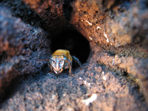 insect foraging