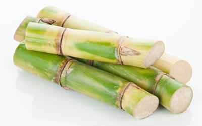 Sugarcane.