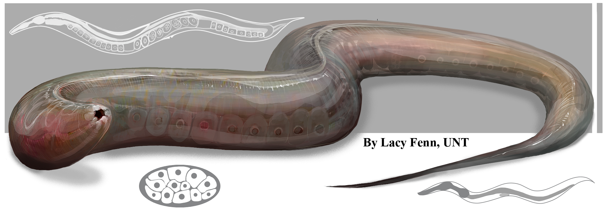 (Artistic drawing of our favorite genetic model system- Caenorhabditis elegans)