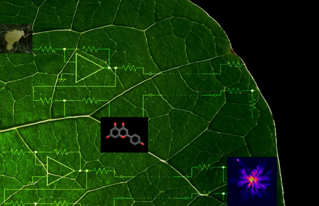 Plant leaf with circuits