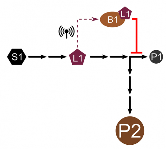 Metabolic pathway rewiring diagram