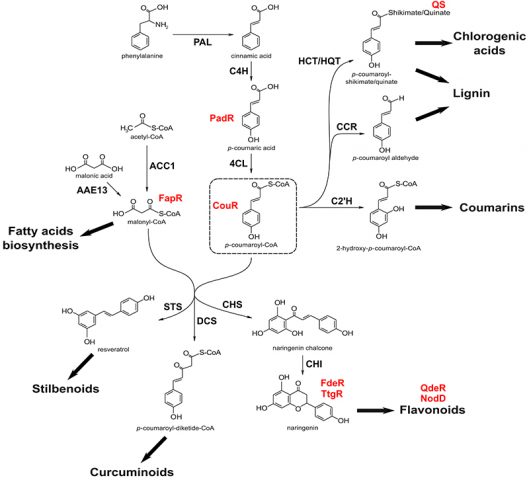 Phenylpropanoid pathway with metabolite sensors