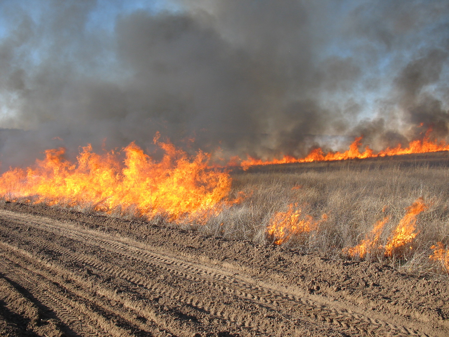 Dormant field with fire visible along two sides, in front of a burn line of bare earth