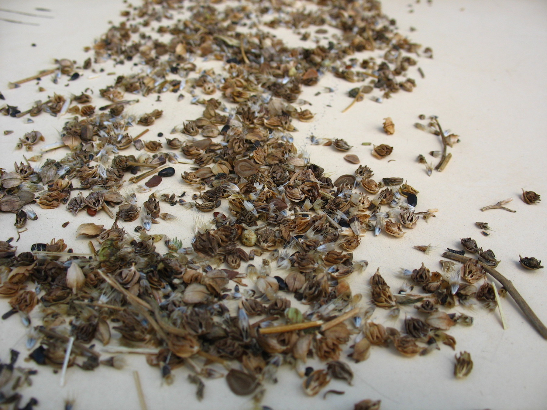 Close-up of wildflower seed mix