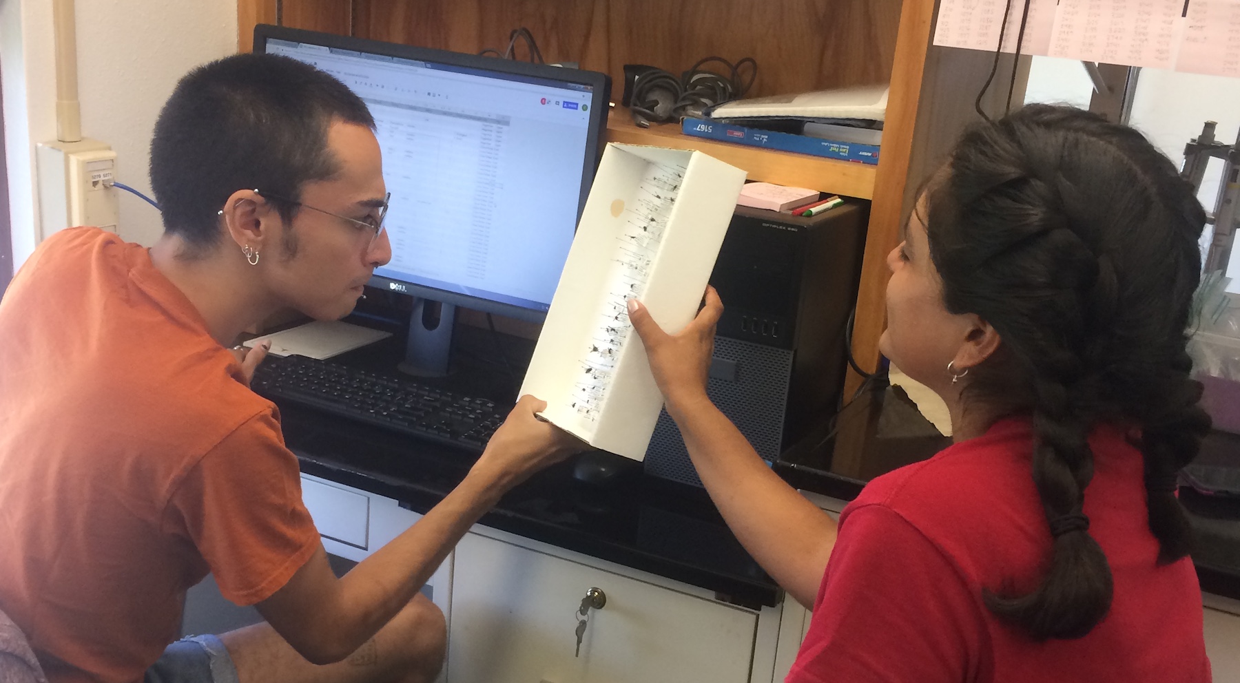 Two students identify pinned flies