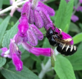 Carpenter bee robbing nectar from sage flower